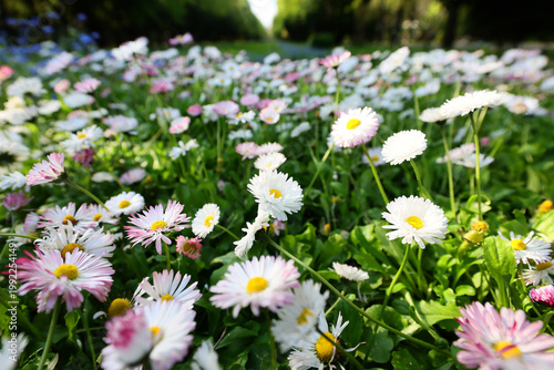 Photos Hundreds of flowers of delicate white and pink daisies, bellis perennis on a green grass fields in a sunny day of spring