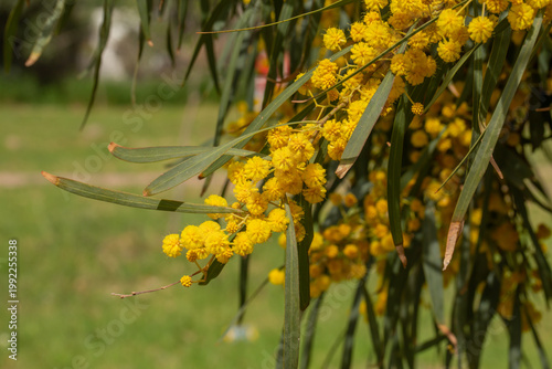 Bright yellow mimosa flowers blooming on branches with green leaves. Soft fluffy blossoms in warm sunlight create a vibrant spring scene full of color, freshness, and natural beauty.