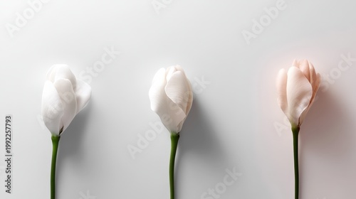 Elegant Display of White and Pink Tulips Creating a Minimalist Floral Arrangement for Modern Decor