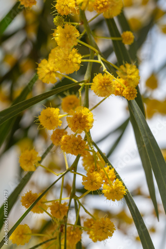 Bright yellow mimosa flowers blooming on branches with green leaves. Soft fluffy blossoms in warm sunlight create a vibrant spring scene full of color, freshness, and natural beauty.