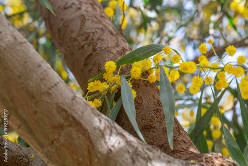 Bright yellow mimosa flowers blooming on branches with green leaves. Soft fluffy blossoms in warm sunlight create a vibrant spring scene full of color, freshness, and natural beauty.