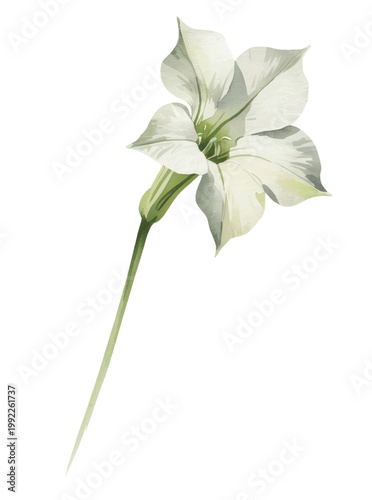 Serene white trumpet bloom with soft flowing petals in delicate watercolor style.