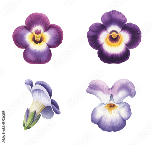 Elegant pastel pansy with soft gradients and natural hand-painted texture.