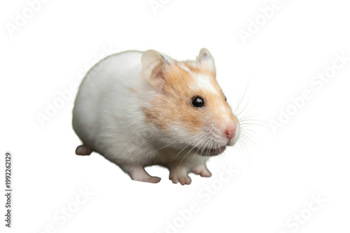 hamster isolated on white