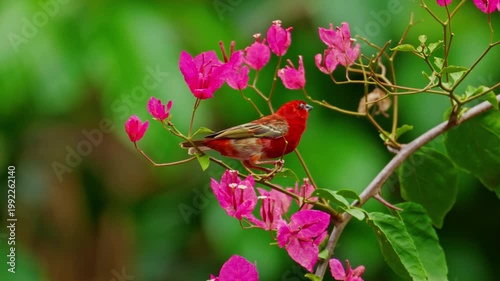 African bearded barbet with distinctive bristles, tropical island Mauritius