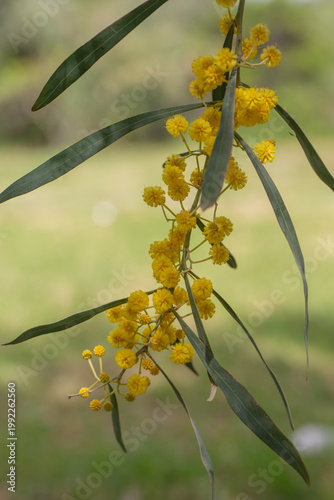 Bright yellow mimosa flowers blooming on branches with green leaves. Soft fluffy blossoms in warm sunlight create a vibrant spring scene full of color, freshness, and natural beauty.