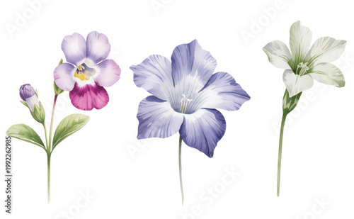 Graceful floral stem with soft violet blue petals and gentle botanical texture.