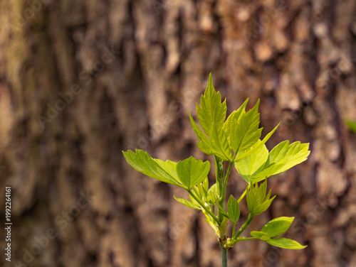 Tableau sur toile Close-up of fresh green leaves growing from a young tree shoot against blurred bark