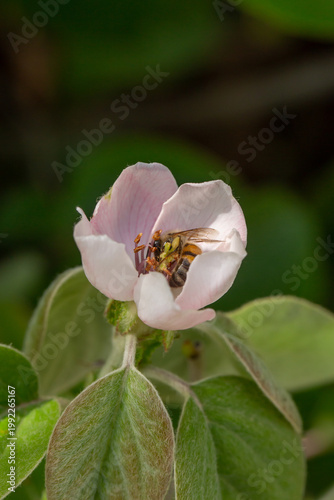 Honeybee collecting pollen from a delicate pink blossom. Close-up macro of pollination in spring, showing natural interaction between insect and flower in a soft green garden background.