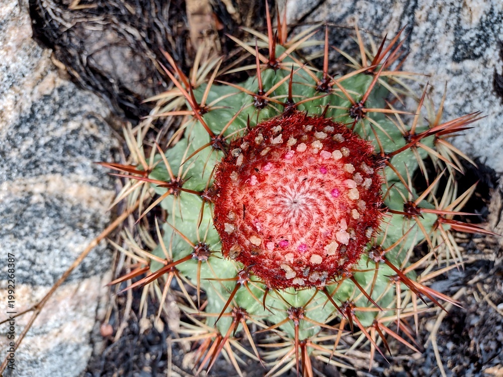 Fototapeta premium Close-up of a Turk's cap cactus (Melocactus) with vibrant red cephalium.