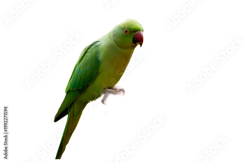 green parrot isolated on white background
