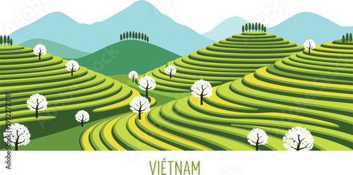 Vietnam terraced rice fields landscape vector illustration with green mountains, layered farmland and blooming trees in peaceful countryside scenery