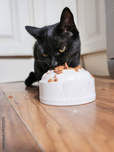 Small sick skinny cat eating food from elevated white bowl on a wooden kitchen floor. Wild kitten recovery in comfortable home conditions concept.