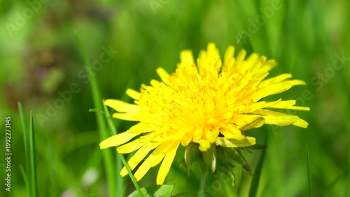 a bee on a yellow dandelion flower in the grass