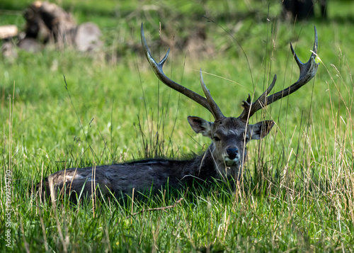 Resting red deer stag in spring meadow