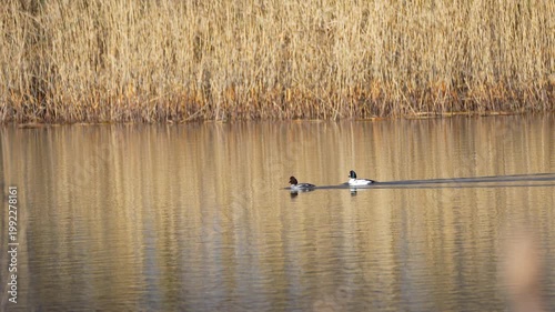 a pair of common goldeneyes on a pond