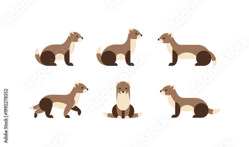 Cute Ferret Animal Collection