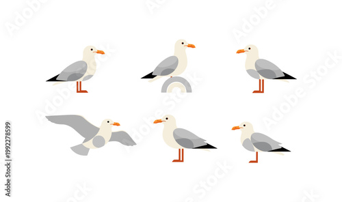 Seagull Collection Flat Design