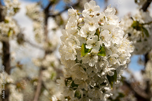 Cherry flowers with white petals and yellow stamens. White tender spring flowering. Tree branch closeup.