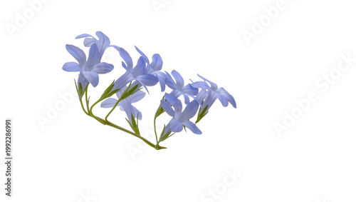 Canvas Print Isolated beautiful delicate cluster of light blue periwinkle flowers blooming on