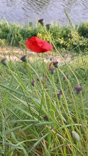 poppy, flower, red, grass, riverside, river, meadow, wildflower, nature, summer, floral, blossom, bloom, petal, stem, bud, green, field, botany, botanical, plant, outdoors, natural, breeze, wind, moti