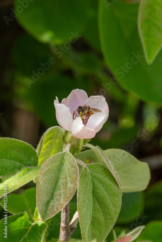 Honeybee collecting pollen from a delicate pink blossom. Close-up macro of pollination in spring, showing natural interaction between insect and flower in a soft green garden background.