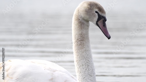a young mute swan on the water