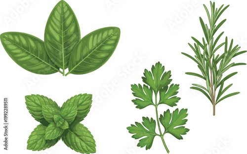Collection of fresh aromatic kitchen herbs including rosemary parsley mint and bay leaves isolated on white background vector