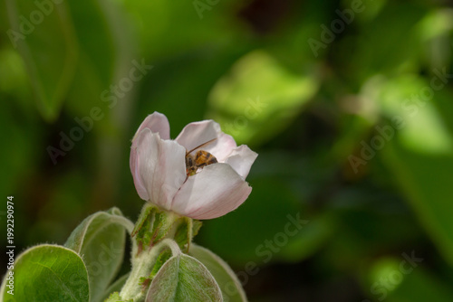Honeybee collecting pollen from a delicate pink blossom. Close-up macro of pollination in spring, showing natural interaction between insect and flower in a soft green garden background.