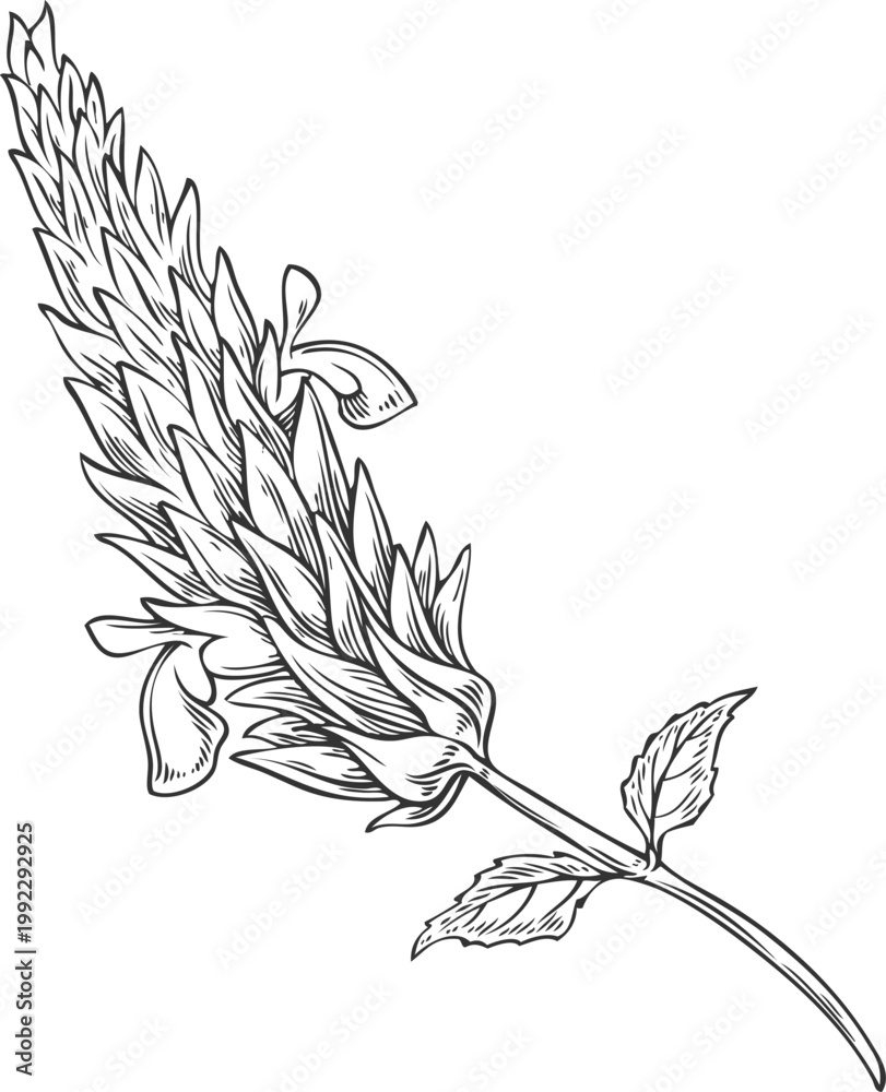 Fototapeta premium Chia plant flowers sketch, vector engraved hand drawn Salvia hispanica, condiment or seasoning seeds, superfood foliage
