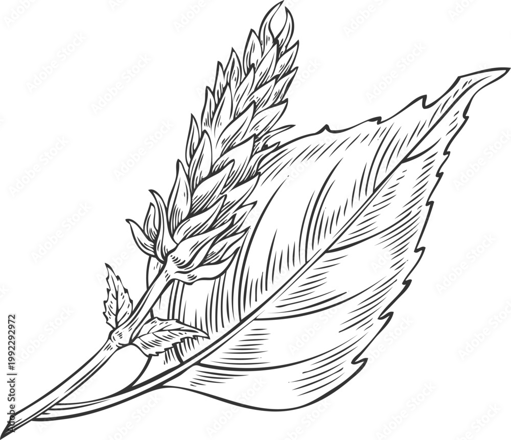 Obraz premium Chia plant sketch, vector engraved hand drawn Salvia hispanica, condiment or flavoring grains, seeds, superfood foliage