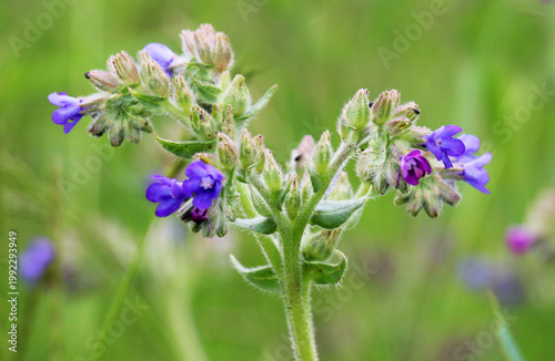 Common bugloss (Anchusa officinalis) blooms in nature