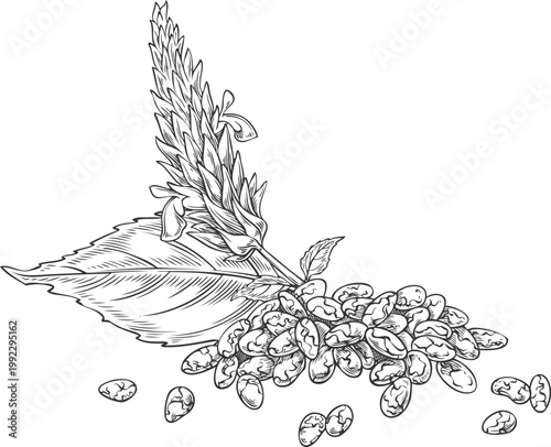 Chia seed grains with flowers and leaf vector sketch, engraved hand drawn Salvia hispanica plant cereal crops, superfood