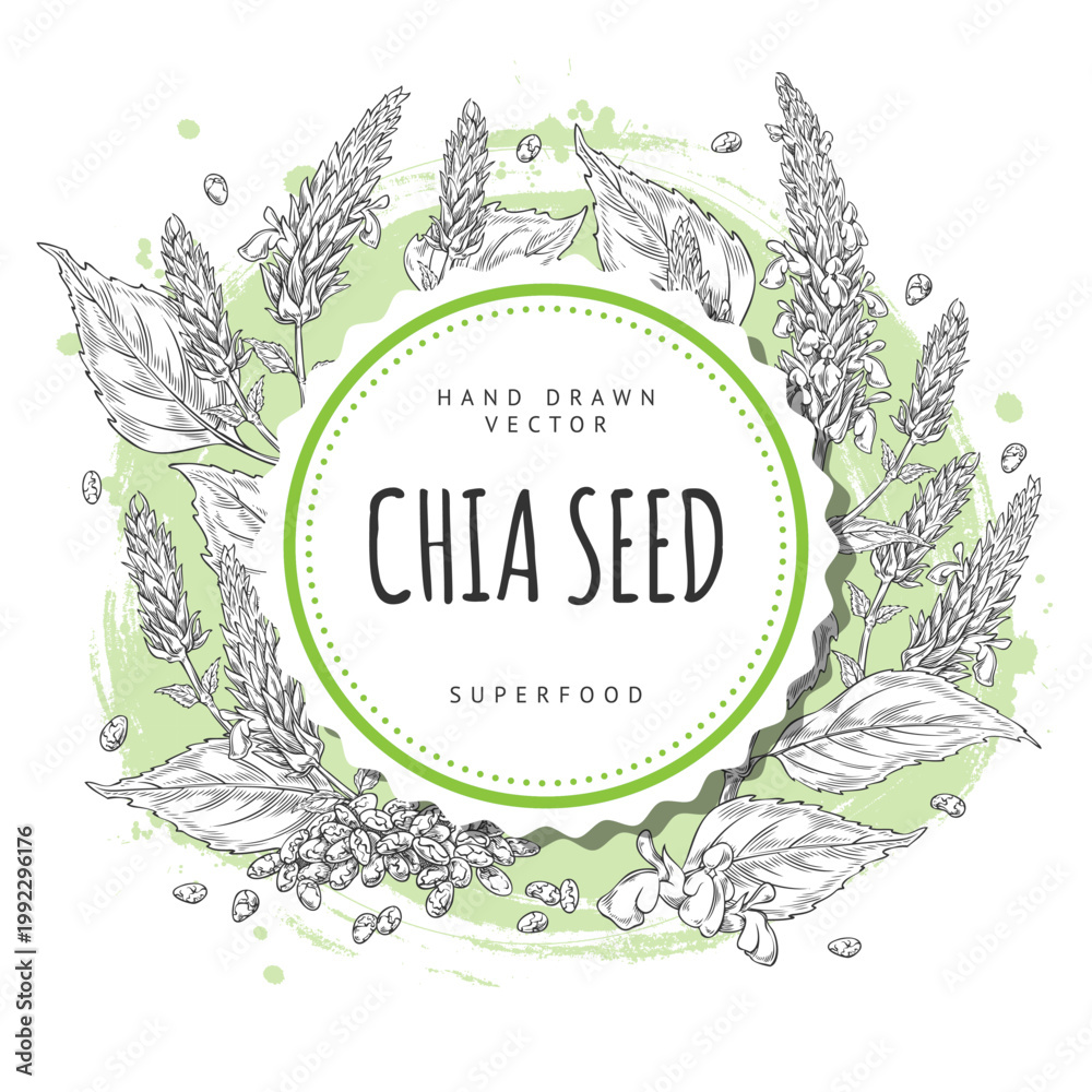 Naklejka premium Chia plant with flowers and seeds sketch, vector engraved hand drawn round label design, Salvia hispanica, superfood