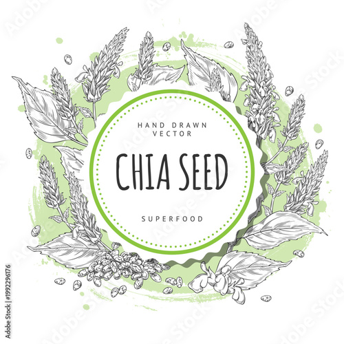 Chia plant with flowers and seeds sketch, vector engraved hand drawn round label design, Salvia hispanica, superfood