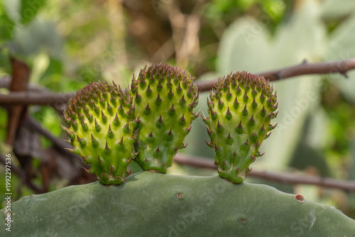 Green prickly pear cactus pads with young spiny growth in close-up. Fresh Opuntia segments in natural light show desert plant texture, resilience, and vibrant organic detail.