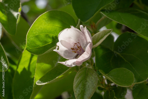 Delicate quince blossom in soft sunlight with green leaves. Close-up macro of spring flower showing gentle petals, natural texture, and fresh garden beauty in a vibrant outdoor setting.