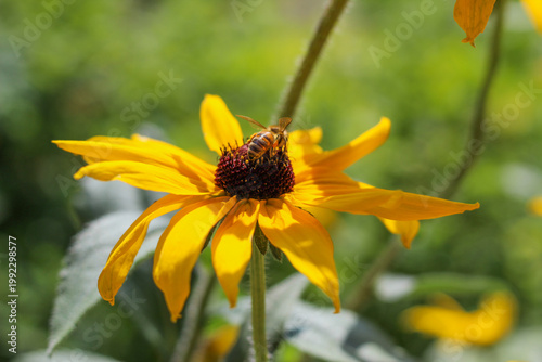 Bee collecting pollen on bright yellow flower