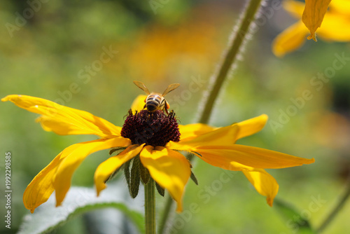 Bee collecting pollen on bright yellow flower
