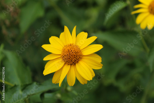 Single bright yellow flower head blooming against a blurred green background.
