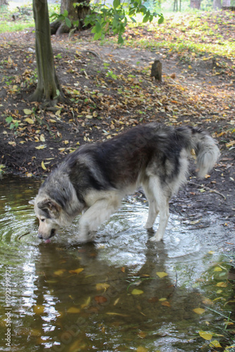 Beautiful fluffy dog playing and exploring in a forest near water.