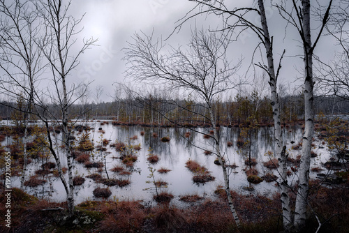 Landscape with swamp, white birches along the edges, spring cloud day.