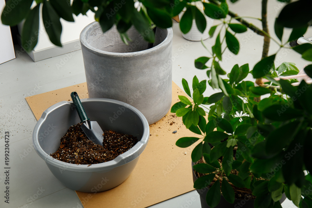 Fototapeta premium Gray ceramic planter with soil bowl and trowel surrounded by schefflera foliage during repotting
