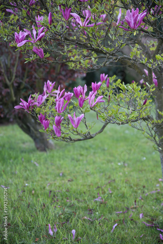 Spring flowers purple green garden background nature