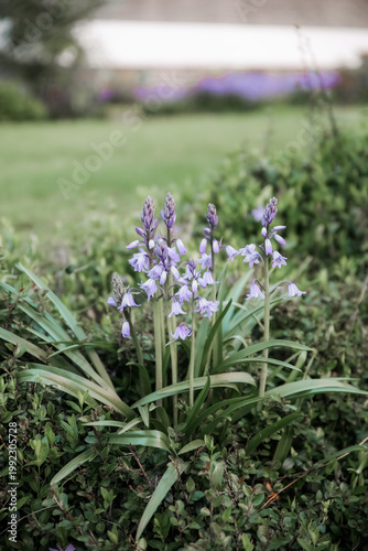 Bluebells Spanish flowers bloom purple lavender violet