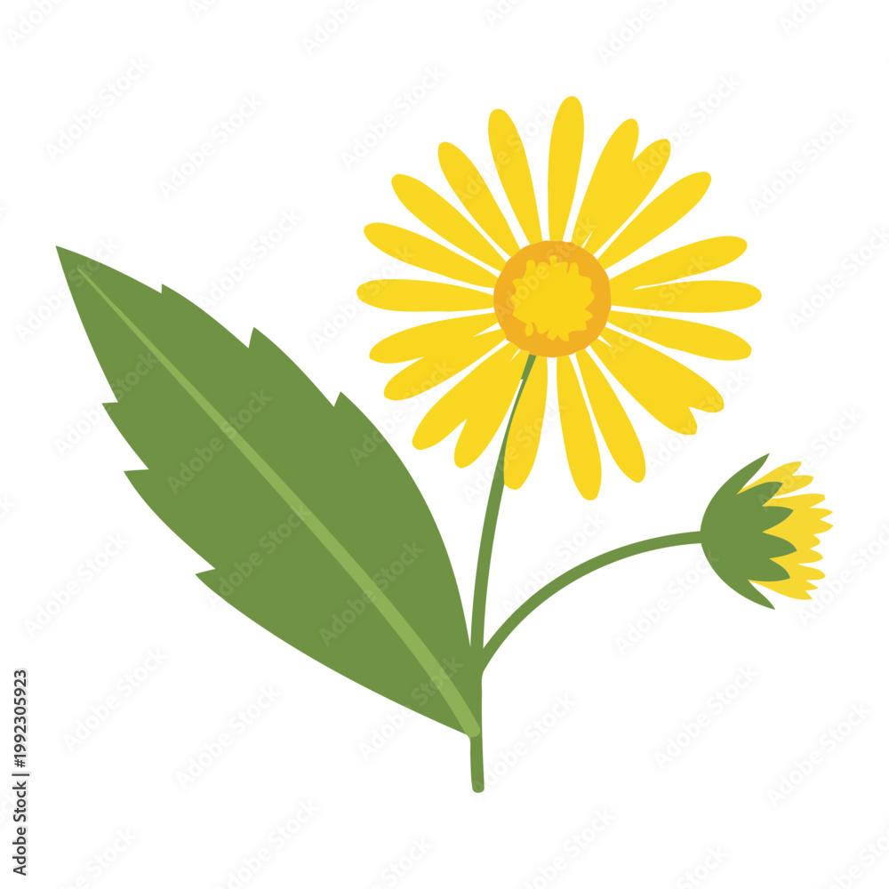 Fototapeta premium Yellow Flower with Green Leaves flower plant nature
