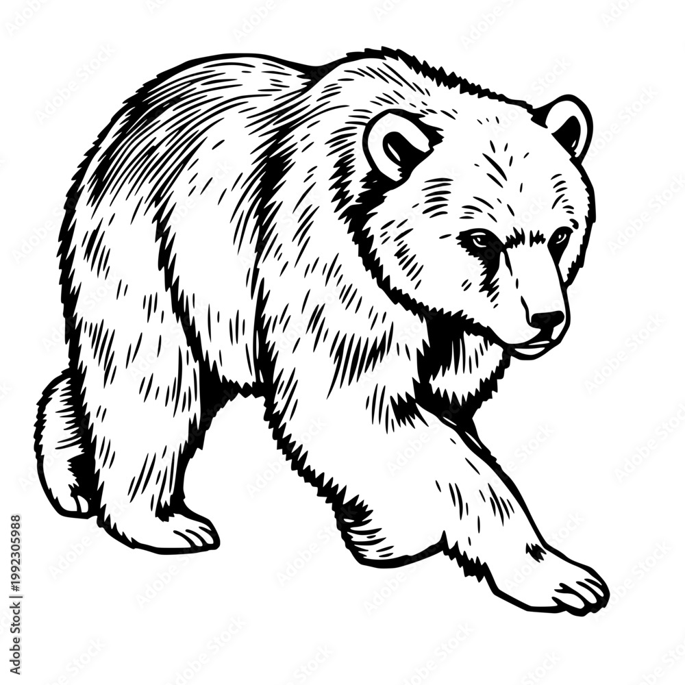 Obraz premium A black and white illustration of a bear walking on transparent background