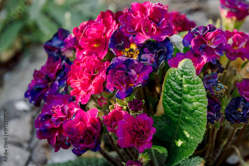 Pink and purple garden flowers in bloom, Primula flower