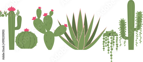 Stylized vector illustration of desert plants and succulents including cacti, agave, and flowering prickly pear