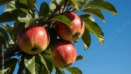  Ripe Red Apples Hanging on Tree Branch Against Blue Sky - Fresh Fruit in Orchard
